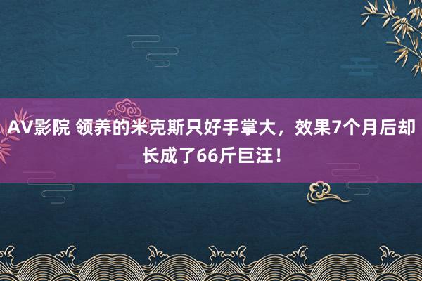 AV影院 领养的米克斯只好手掌大，效果7个月后却长成了66斤巨汪！